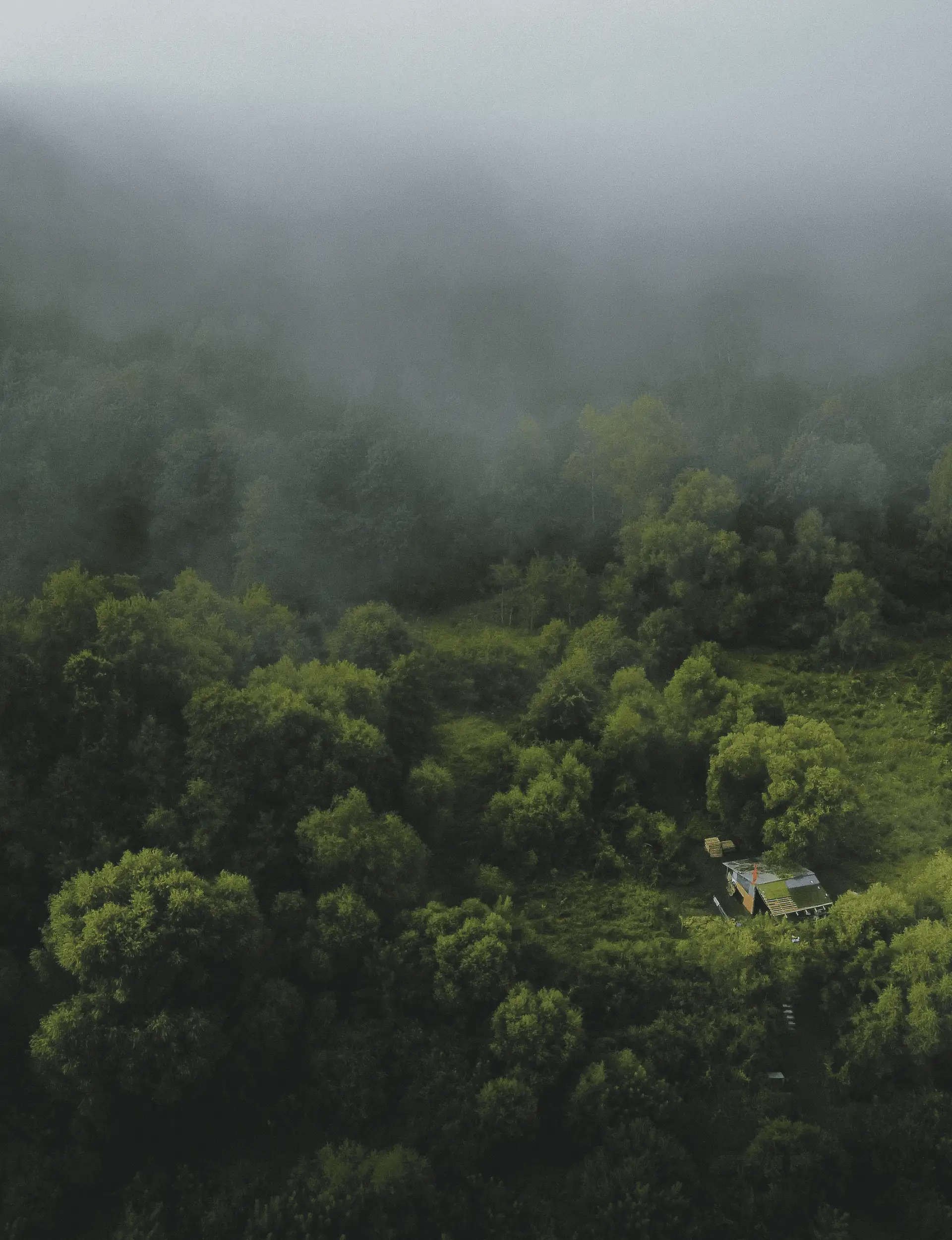 Kanopi hutan tropis yang rapat dilihat dari udara